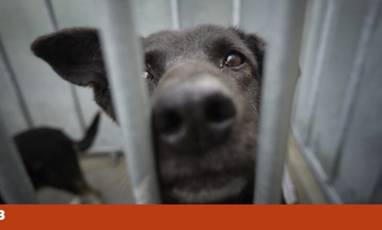 União Europeia a caminho de novas regras para proteger cães e gatos