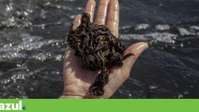 Universidade de Coimbra lança guia ilustrado das algas da costa portuguesa