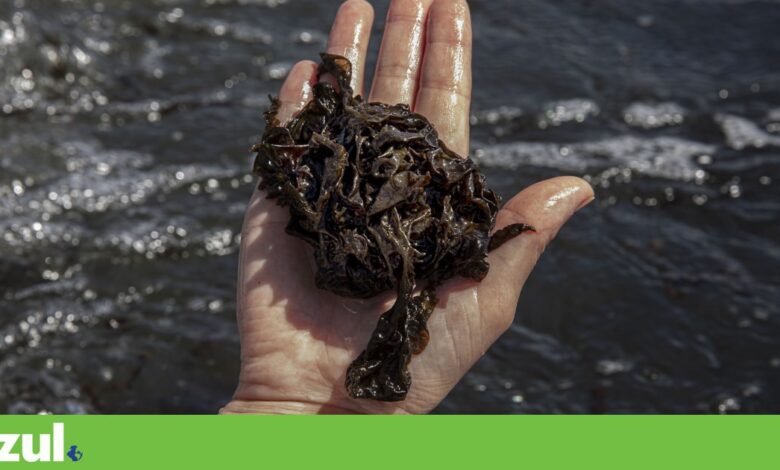 Universidade de Coimbra lança guia ilustrado das algas da costa portuguesa