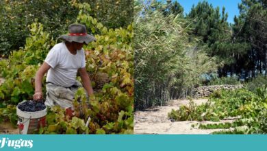 Vinhas velhas são “um património único na Europa” e Portugal está a deixá-las morrer