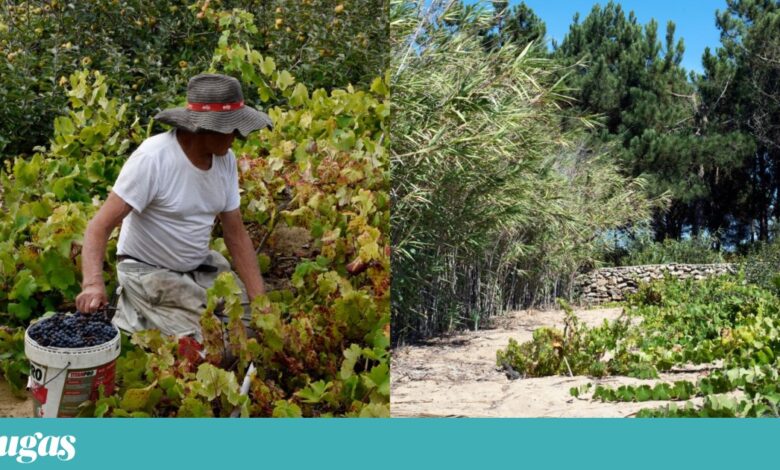 Vinhas velhas são “um património único na Europa” e Portugal está a deixá-las morrer