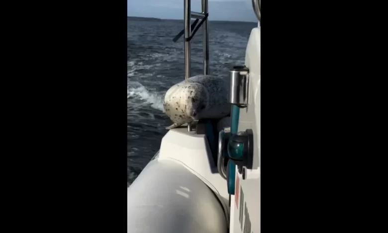 "A grande fuga": Foca escapa a orcas ao subir à popa de barco. Veja