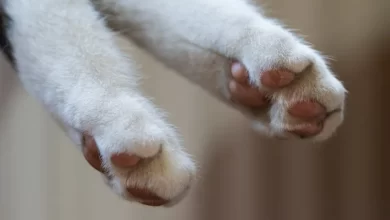 "Destino". Gato bebé faz viagem de 50 km escondido no motor do carro