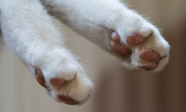 "Destino". Gato bebé faz viagem de 50 km escondido no motor do carro