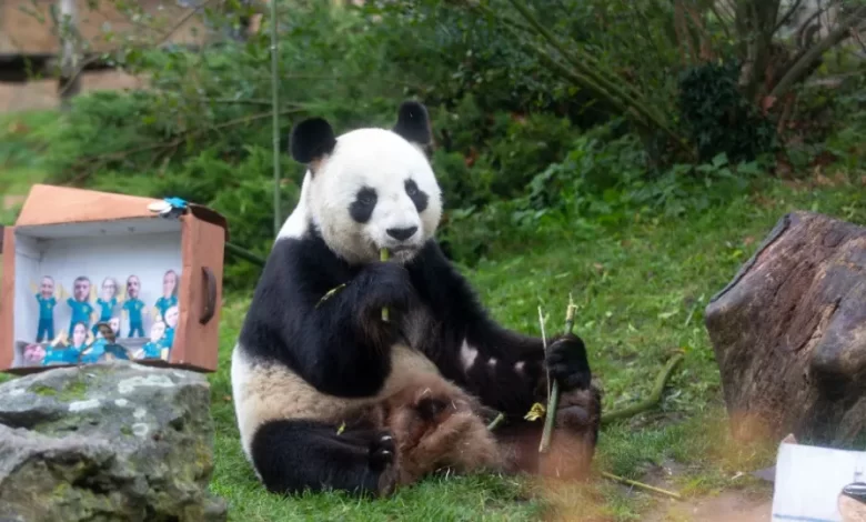 "Vai ser muito difícil". França despede-se dos pandas Huan Huan e Yuan Zi