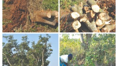 A floresta ou a vida ‎Estórias de cortar o coração!