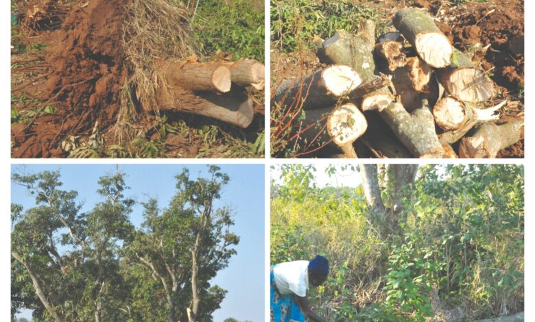A floresta ou a vida ‎Estórias de cortar o coração!
