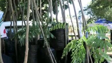 CMM recebe mil mudas de árvores