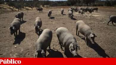 Espanha recorre aos militares para travar a progressão da peste suína africana