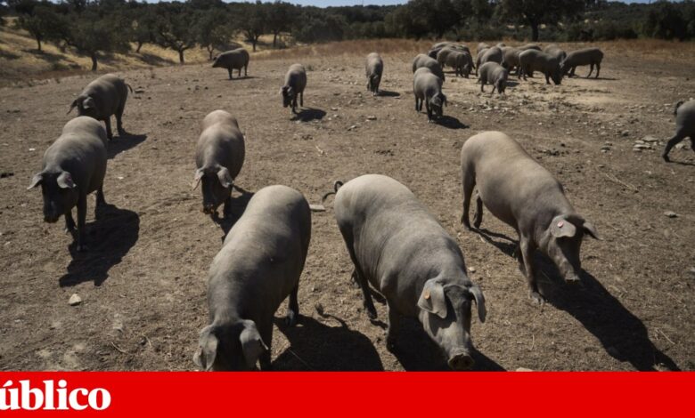 Espanha recorre aos militares para travar a progressão da peste suína africana