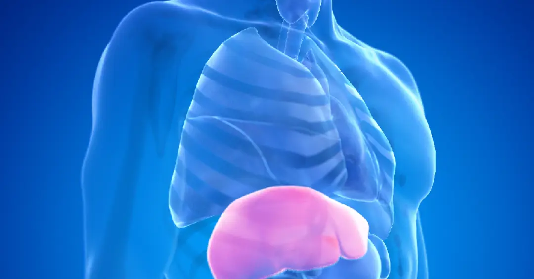 Gordura no fígado: cinco alimentos para priorizar na dieta e quatro para evitar