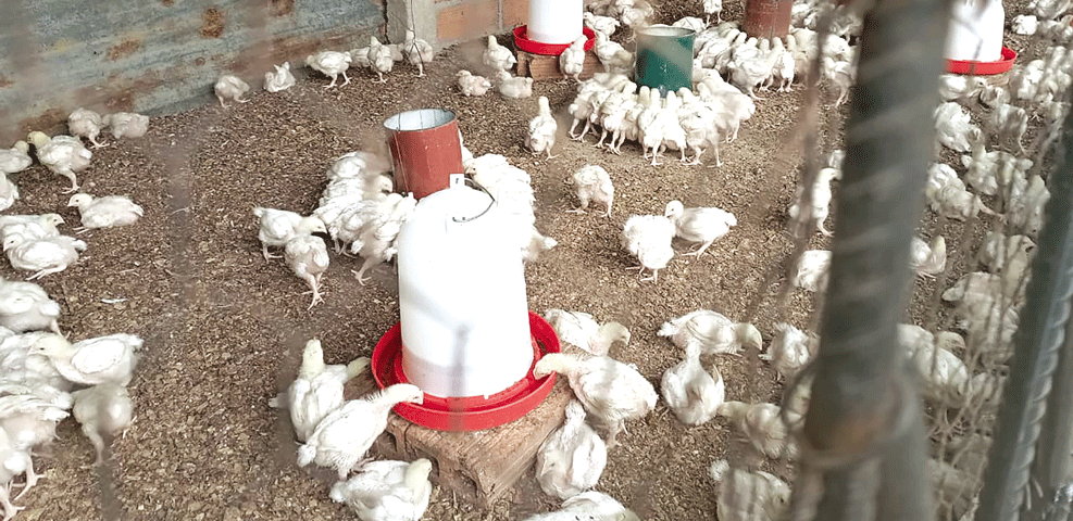 TETE: Uso de anti-retrovirais em frangos exige confirmação técnica