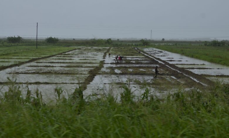 Agricultores perdem mais de 260 mil hectares