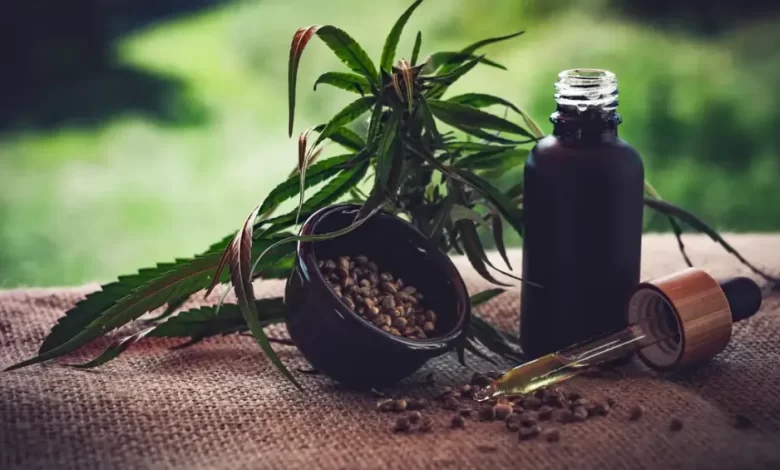 Anvisa propõe regras para produção de cannabis medicinal no Brasil