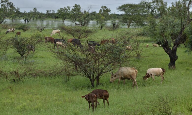 Criadores alertam para risco de surto de doenças