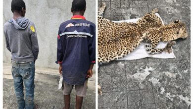 Detidos na posse de pele de leopardo