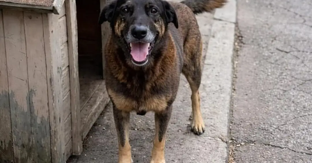 O apelo de astro internacional pelo cão Orelha, morto após espancamento em SC