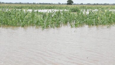Submersos 174 mil hectares de culturas