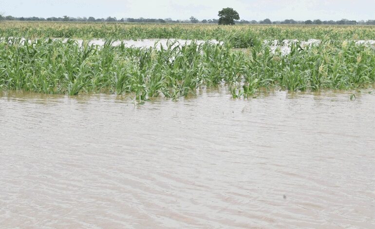 Submersos 174 mil hectares de culturas