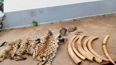 Detidos na posse de pontas de marfim