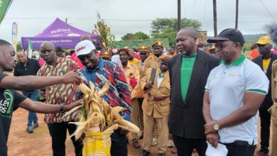 EM MANICA: Aumenta cultivo de milho para a produção de cerveja