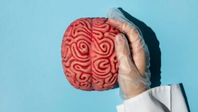 Idosos com cérebro de jovens: cientistas desvendam o possível segredo