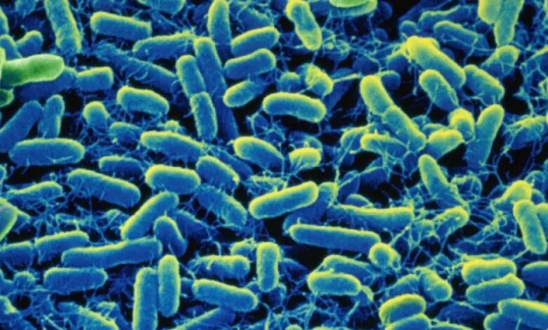 Intoxicação alimentar: o que acontece no corpo e quais os sinais do problema