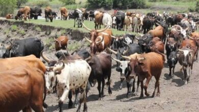 Menor desaparece durante pasto de gado em Maluana