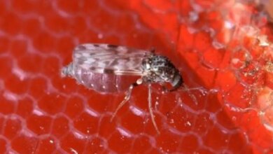 Oropouche: infecções podem ser até 200 vezes maiores que os registros oficiais