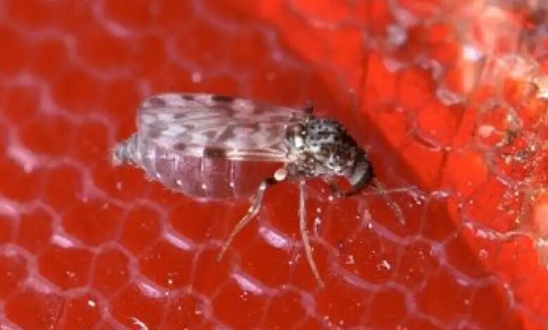 Oropouche: infecções podem ser até 200 vezes maiores que os registros oficiais