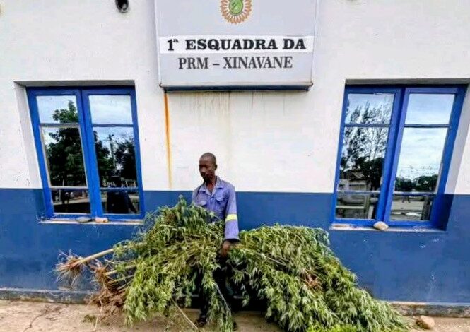 Plantou suruma no quintal