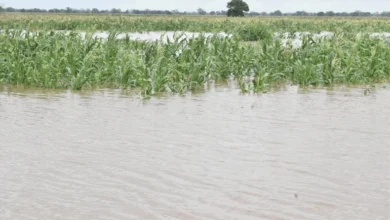 Transbordo do Rio Zambeze inunda milhares de hectares em Chemba