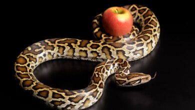 Uma nova picada para emagrecer? Serpente pode conter receita para futuras canetas