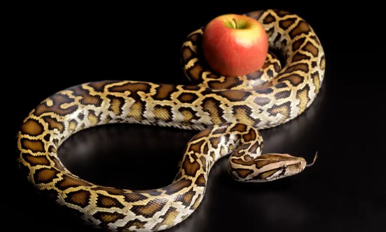 Uma nova picada para emagrecer? Serpente pode conter receita para futuras canetas