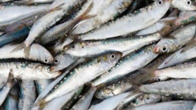 Anvisa determina recolhimento de sardinhas após detecção de Salmonella
