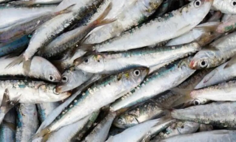 Anvisa determina recolhimento de sardinhas após detecção de Salmonella