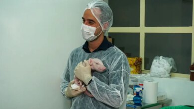 Brasil cria primeiro porco clonado da América Latina com o objetivo de fornecer órgãos para o SUS; veja vídeo