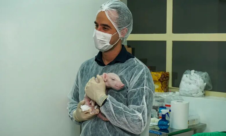 Brasil cria primeiro porco clonado da América Latina com o objetivo de fornecer órgãos para o SUS; veja vídeo