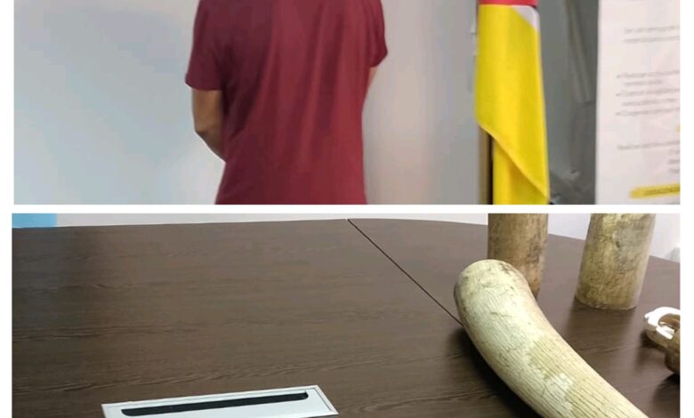 Cidadão chinês detido na posse de 200 kg de pontas de marfim