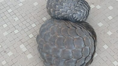 Detidos a tentar vender pangolins