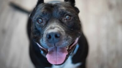 Mulher morre após ser atacada pelo próprio pitbull; especialista analisa caso e fala de sinais de risco