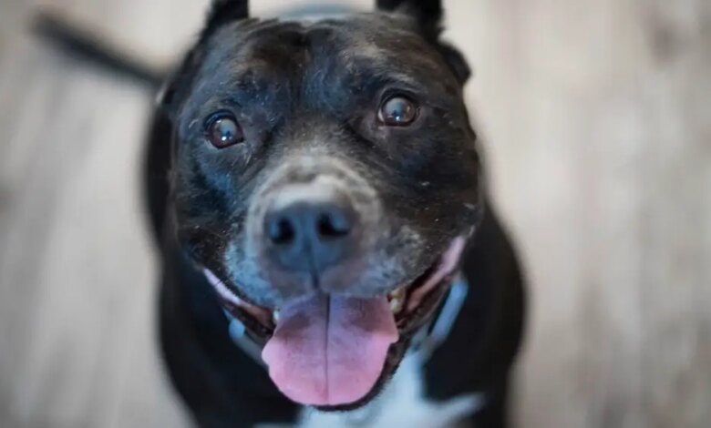 Mulher morre após ser atacada pelo próprio pitbull; especialista analisa caso e fala de sinais de risco