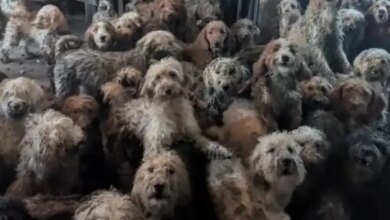 Saúde animal: mais de 250 cães são resgatados em casa no Reino Unido e imagem viraliza