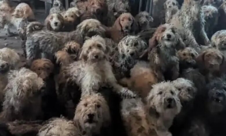 Saúde animal: mais de 250 cães são resgatados em casa no Reino Unido e imagem viraliza