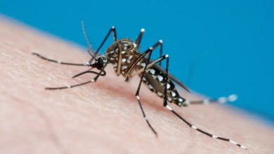 Anvisa libera produção no Brasil de vacina contra chikungunya do Butantan