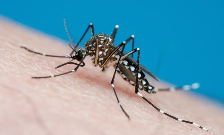 Anvisa libera produção no Brasil de vacina contra chikungunya do Butantan