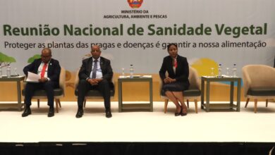 Pragas afectam sanidade vegetal no país