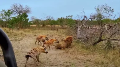 Ataques de leões e hienas preocupam comunidades da Moamba