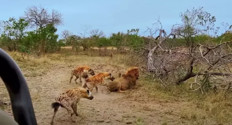 Ataques de leões e hienas preocupam comunidades da Moamba