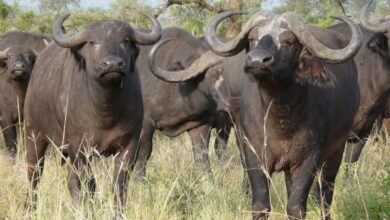 Manada de búfalos provoca morte e feridos nos arredores de Magude